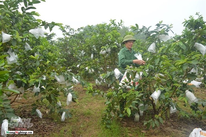 Cây ổi Đài Loan từ lúc trồng đến khi ra hoa chỉ khoảng 8 tháng, từ lúc ổi ra hоa đến khi thu hoạch khoảng 2 đến 2,5 tháng. 