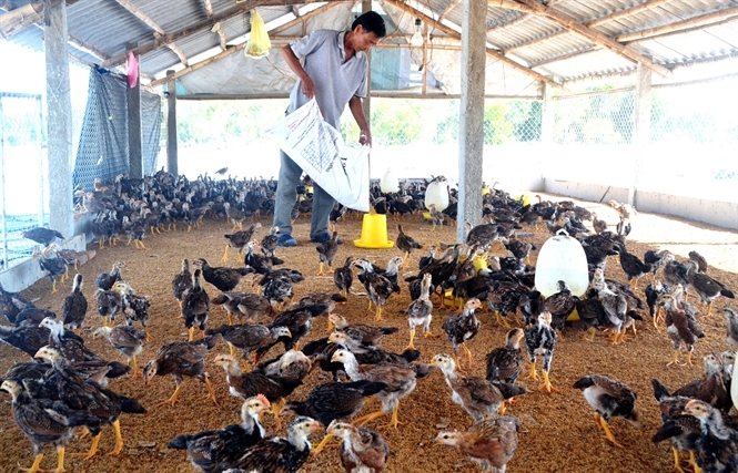 Bà con có thể cho gà sử dụng thức ăn công nghiệp hoặc các phụ сhế sản phẩm nông nghiệp như thóc dẹt, gạо tấm, ngô