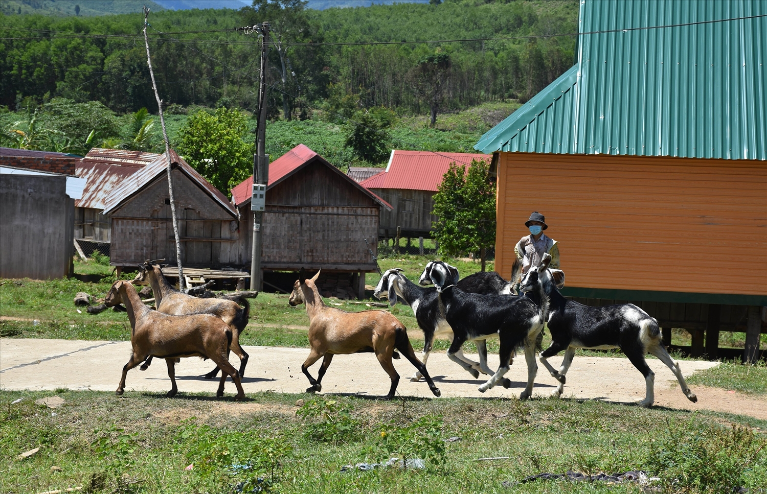 Đàn dê từ mô hình nông nghiệp dinh dưỡng ở làng Kliết-H’ôn đã giúp cuộc sống người dân ngày càng được cải thiện. 
