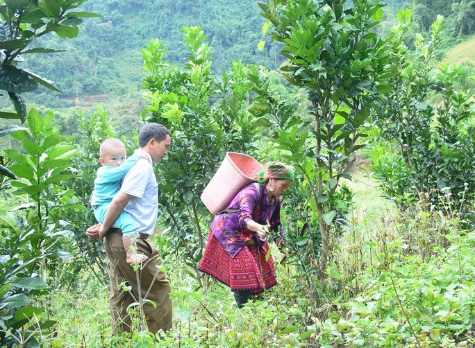 Thông qua các lớp đào tạo nghề nông nghiệp, nhiều gia đình DTTS ở Thanh Hóa đã xây dựng được mô hình kinh tế đem lại thu nhập ổn định. (Trong ảnh: Mô hình trồng cam giúp rất nhiều gia đình đồng bào Mông ở các huyện Quan Sơn, Quan Hóa, Mường Lát thoát nghèo)