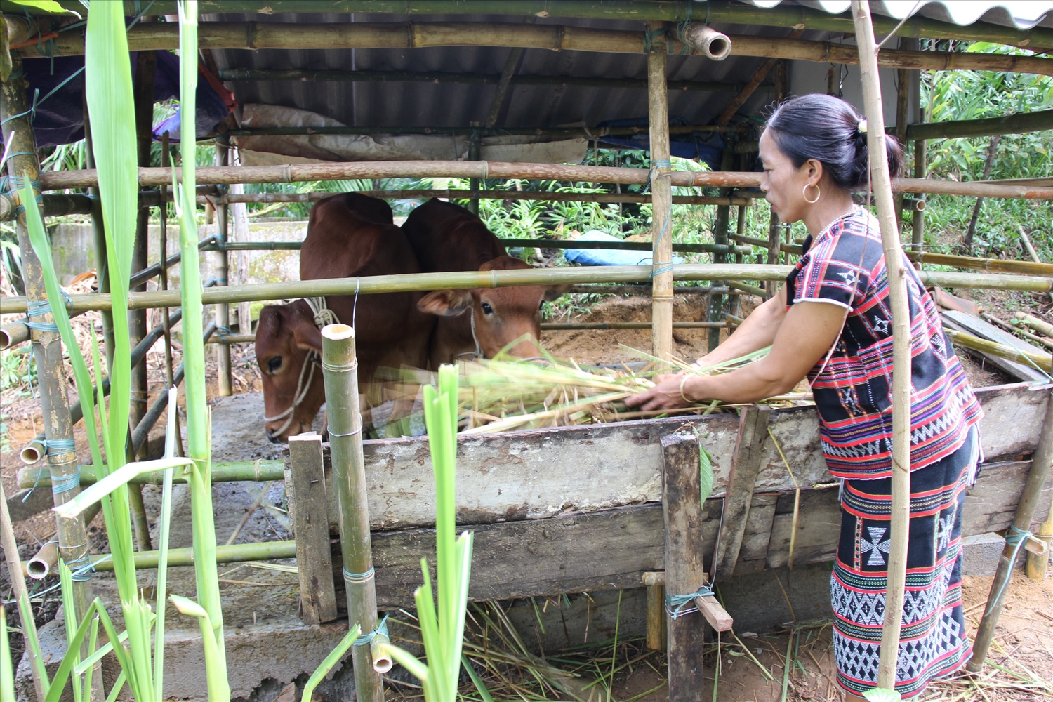  Phụ nữ DTTS vẫn chủ yếu lao động trong lĩnh vực sản xuất nông lâm nghiệp.