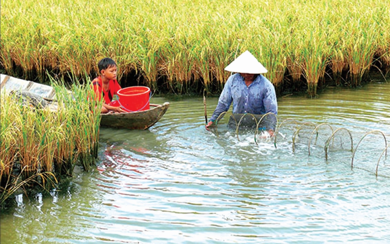 Huyện Thới Bình đã có kế hoạch tăng tỷ lệ nuôi tôm, trồng lúa chất lượng cao trong quá trình tái cơ cấu nông nghiệp của địa phương