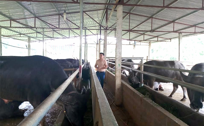 HTX Dịch vụ tổng hợp Thiên An tại thôn Cây Tre, xã Xuân Lai chuyên vỗ béo trâu, bò để bán