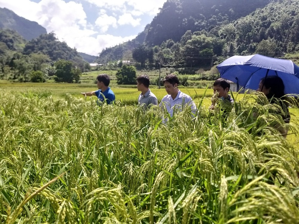 Các chuyên gia khuyến nông kiểm tra sự phát triển của lúa (IT)
