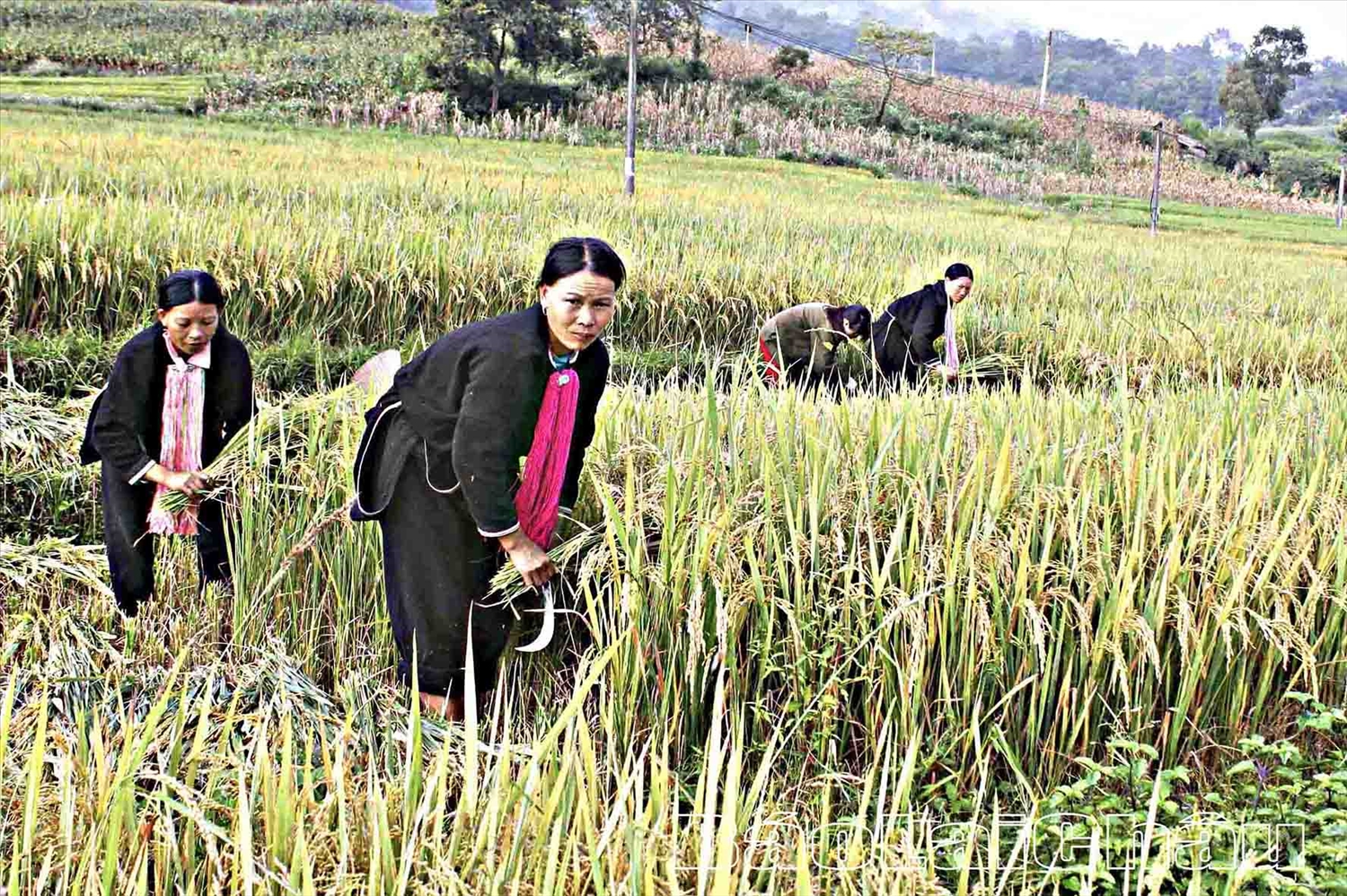 Nông dân xã Hồ Thầu (huyện Tam Đường) thu hoạch lúa mùa