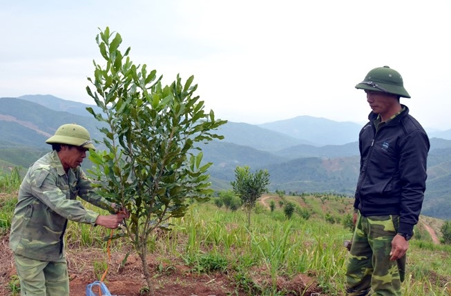 Công nhân Công ty Cổ phần Maccadamia tỉnh Điện Biên chăm sóc cây mắc ca tại xã Ngối Cáy (huyện Mường Ảng).