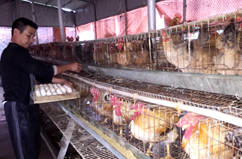 Huyện Đầm Hà hỗ trợ người dân vốn để chăn nuôi, phát triển sản xuất.