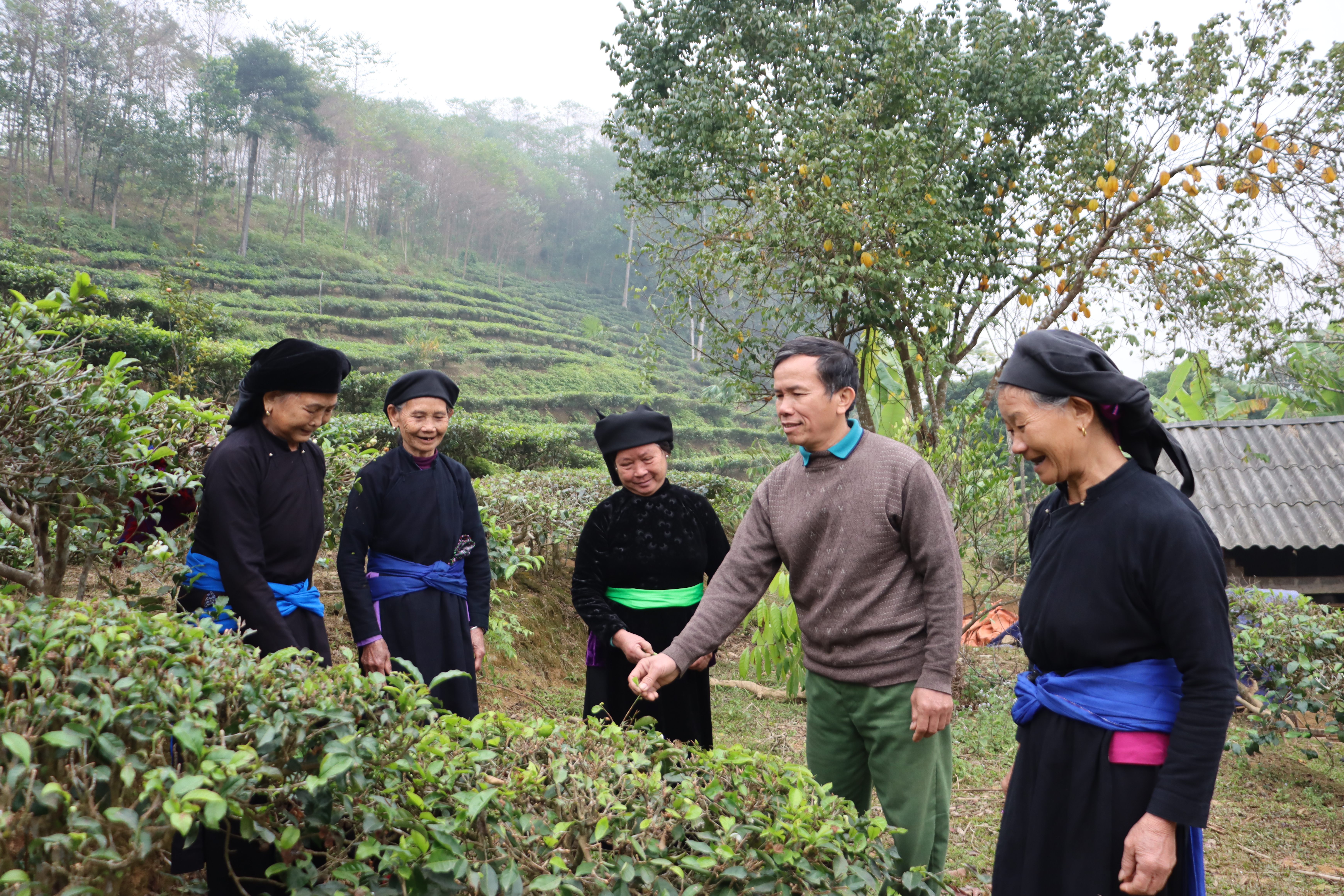 Người có uy tín Phạm Ngọc Dư (thứ 2 từ bên phải) đang chia sẻ kinh nghiệm trồng chè với bà con.