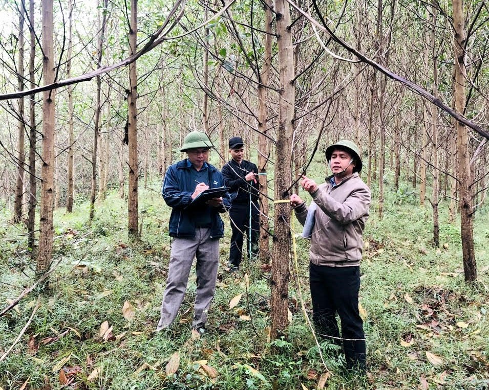 Người dân trồng rừng tại Tuyên Quang thường xuyên kiểm tra chất lượng, chăm sóc rừng