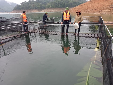 Lãnh đạo tỉnh Nghệ An tham quan mô hình nuôi cá lồng trên lòng hồ