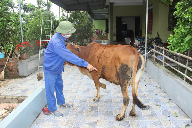 Một con bò bị nhiễm bệnh viêm da nổi cục ở Nghi Lộc- Nghệ An