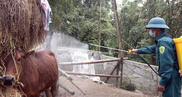 Lực lượng chức năng tỉnh Nghệ An phun thuốc tiêu trùng khử độc chuồng nuôi gia súc của một hộ dân trên địa bàn.Ảnh: PHẠM TUÂN