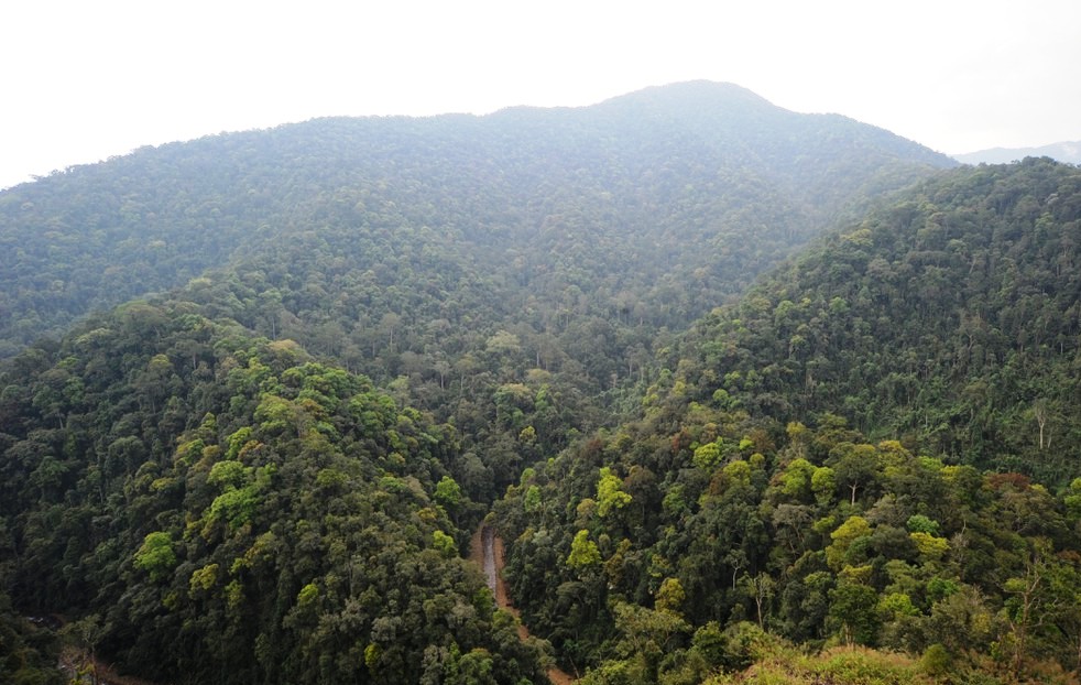 Một cánh rừng nguyên sinh thuộc vườn quốc gia Pù Mát – Nghệ An