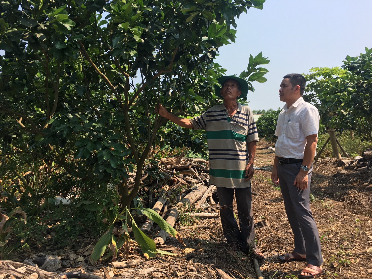 Phá bỏ diện tích trồng keo trên đất nông nghiệp, ông Phạm Đình Độ đã gây dựng được vườn bưởi gần 4 năm tuổi 