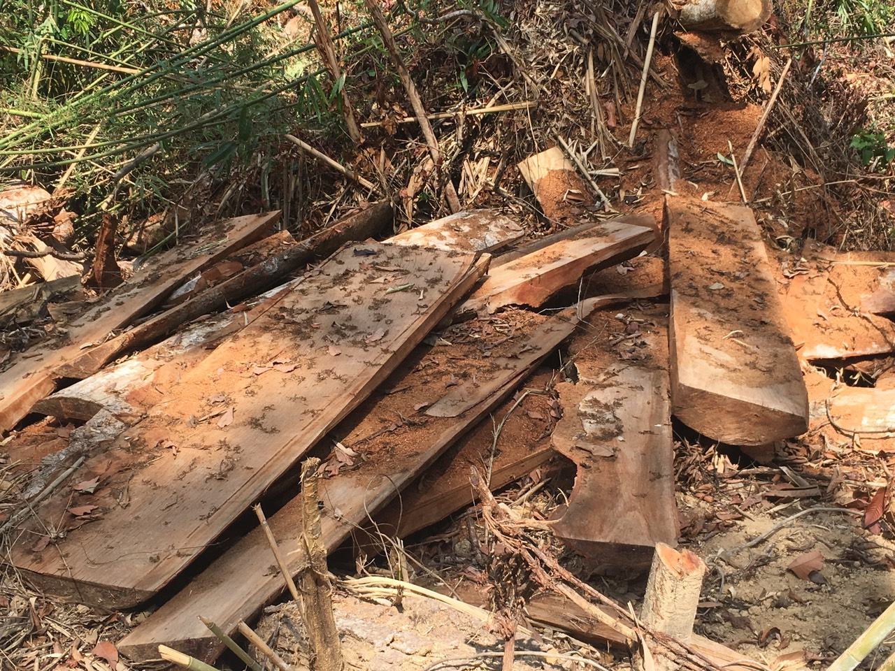 Khánh Vĩnh (Khánh Hòa): Rừng đầu nguồn bị phá tan hoang, các ngành ...