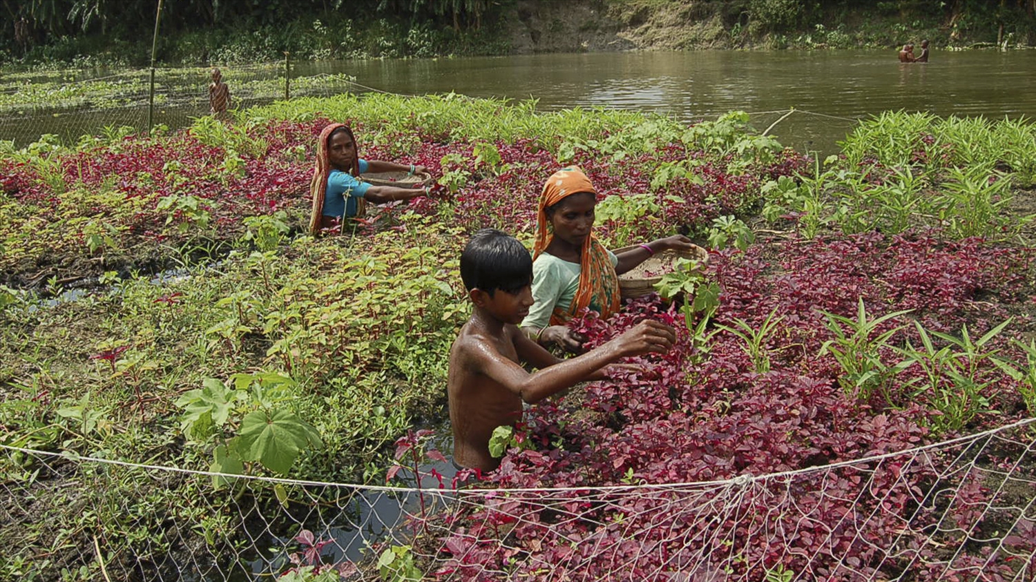 Người dân Bangladesh chăm sóc các luống nổi của mình (Ảnh zenger.news)