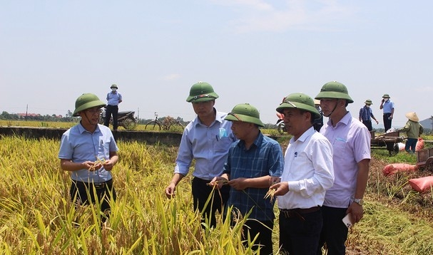 Lãnh đạo sở NN&PTNT Nghệ An kiểm tra thu hoạch lúa xuân và triển khai sản xuất hè thu