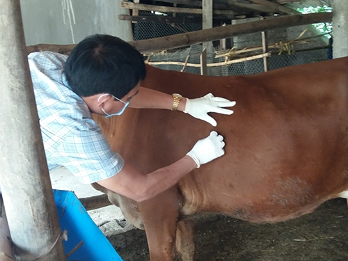 Dịch viêm da nổi cục trên trâu bò hiện đã lan ra khắp 6 tỉnh miền Trung, người dân phải đi thuê người có chuyên môn về tiêm phòng cho vật nuôi