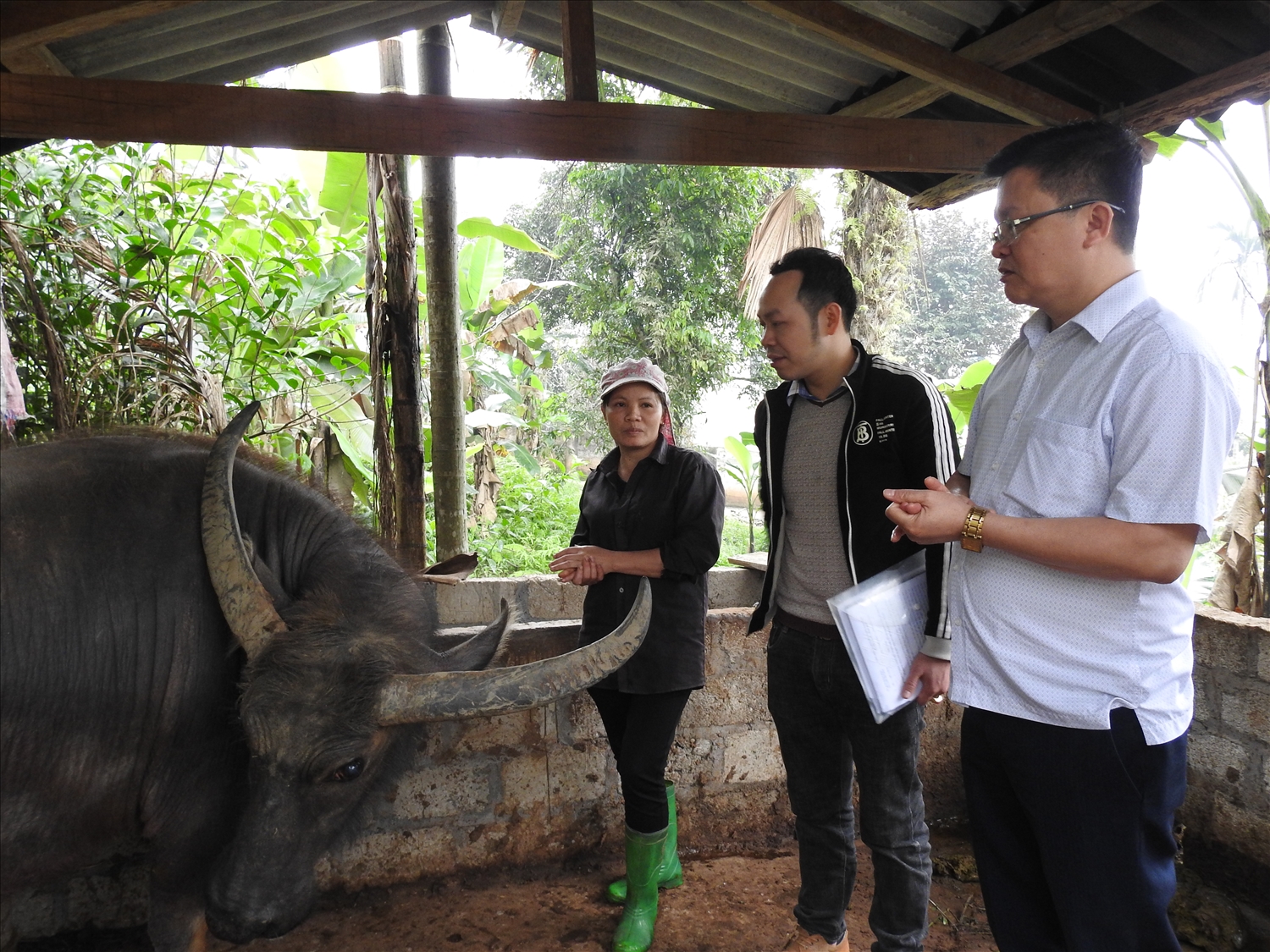 Cán bộ Phòng Dân tộc huyện Lục Yên đến thăm mô hình nuôi trâu sinh sản của gia đình chị Hoàng Thị Thúy, xã Lâm Thượng.