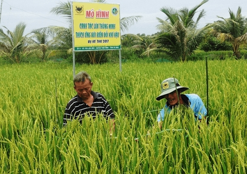 Mô hình “Canh tác lúa thông minh thích ứng với biến đổi khí hậu” tại xã Tân Lộc Bắc, huyện Thới Bình