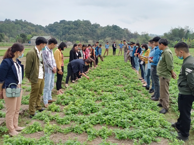 Trung tâm Khuyến nông tỉnh Lạng Sơn phối hợp với Trung tâm Dịch vụ nông nghiệp huyện Tràng Định (Lạng Sơn) hướng dẫn bà con chăm sóc cây thạch đen.