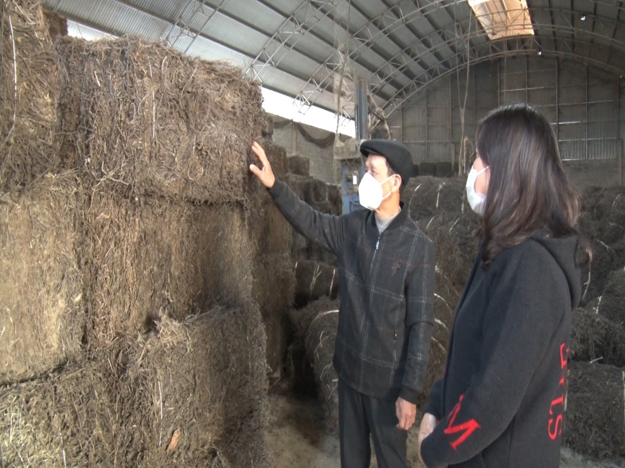 Cây thạch đen khô được thương lái thu mua để xuất khẩu sang Trung Quốc.