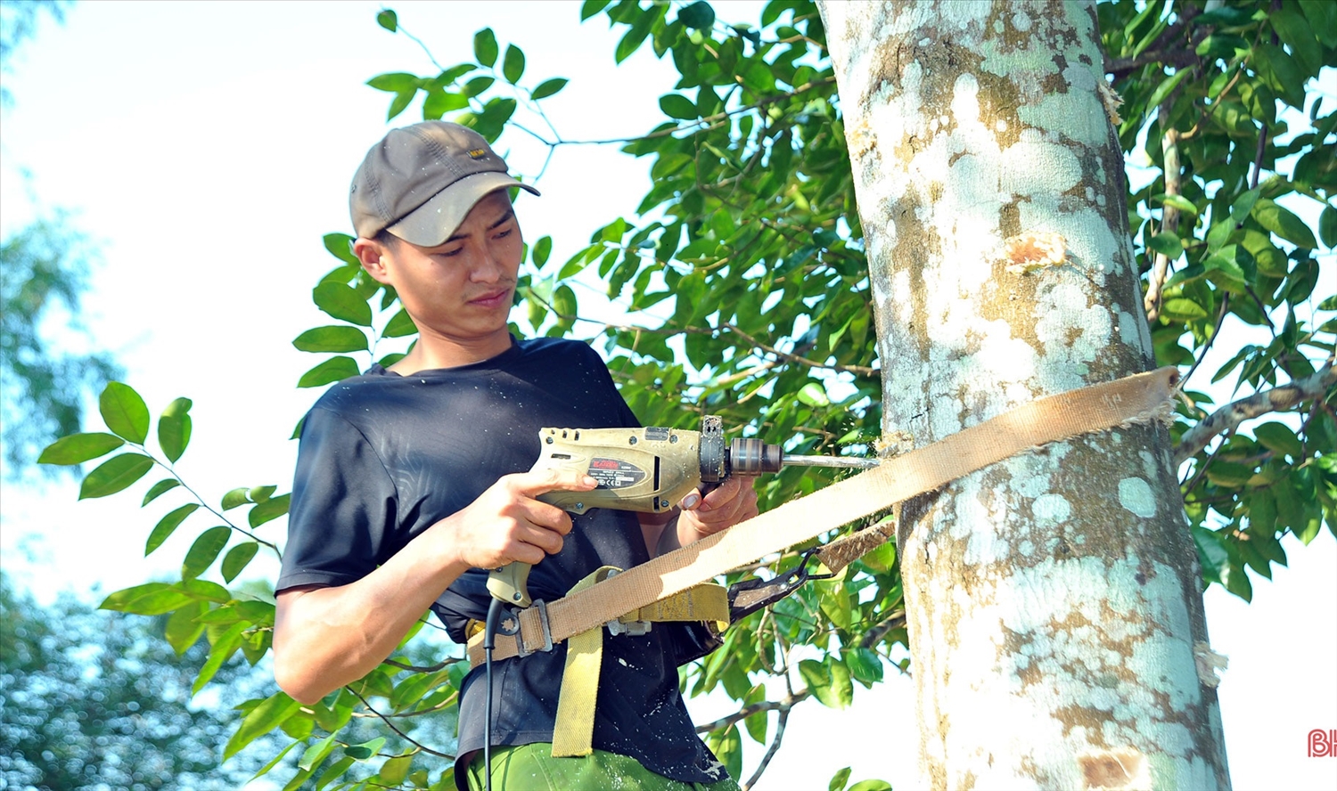 Anh Nguyễn Huy Hoàng đang khoan lỗ tạo Trầm trên cây Dó