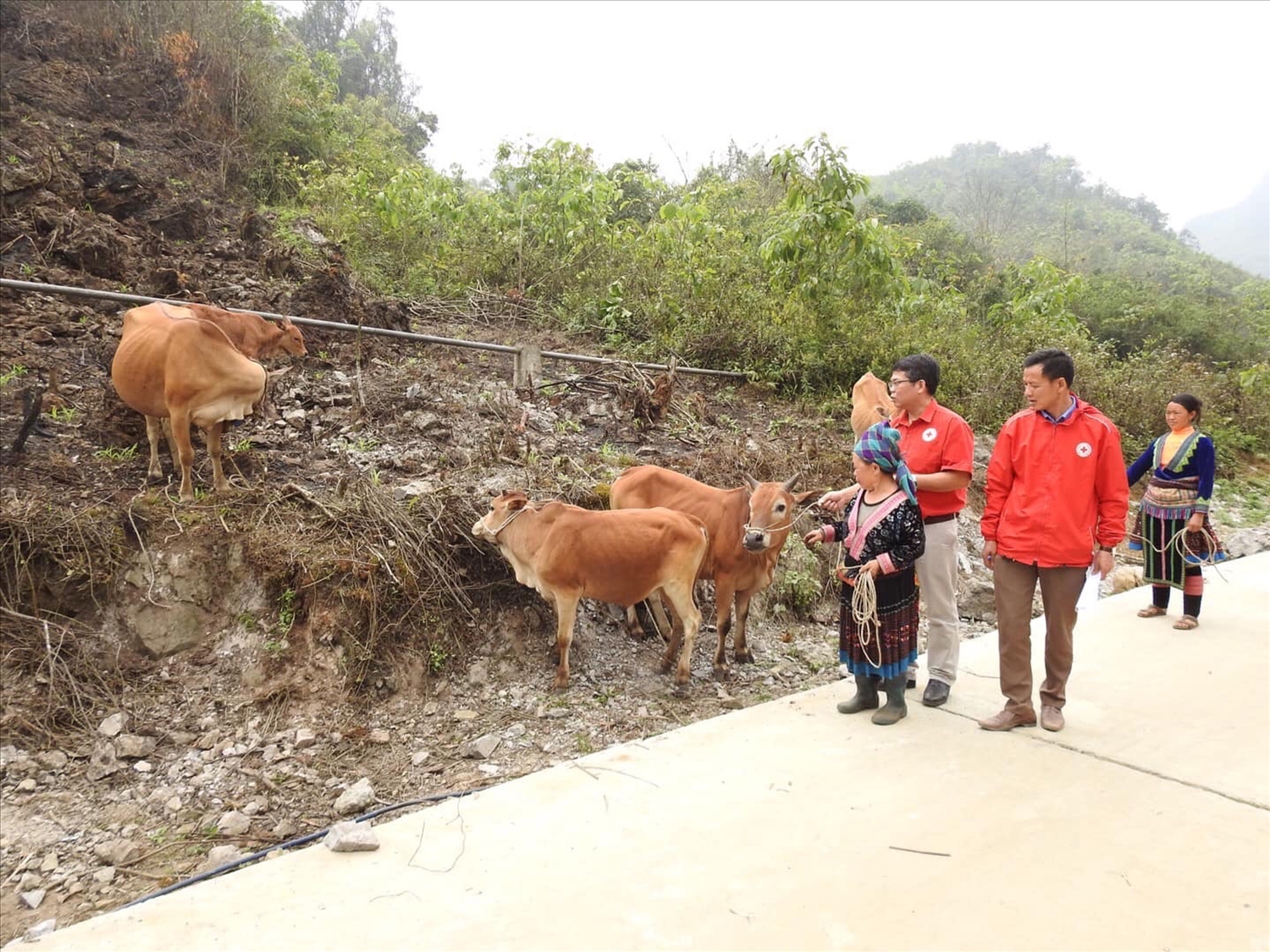 Cán bộ Hội chữ thập đỏ huyện Sìn Hồ kiểm tra sinh trưởng và phát triển của đàn bò dự án ở xã Tủa Sín Chải