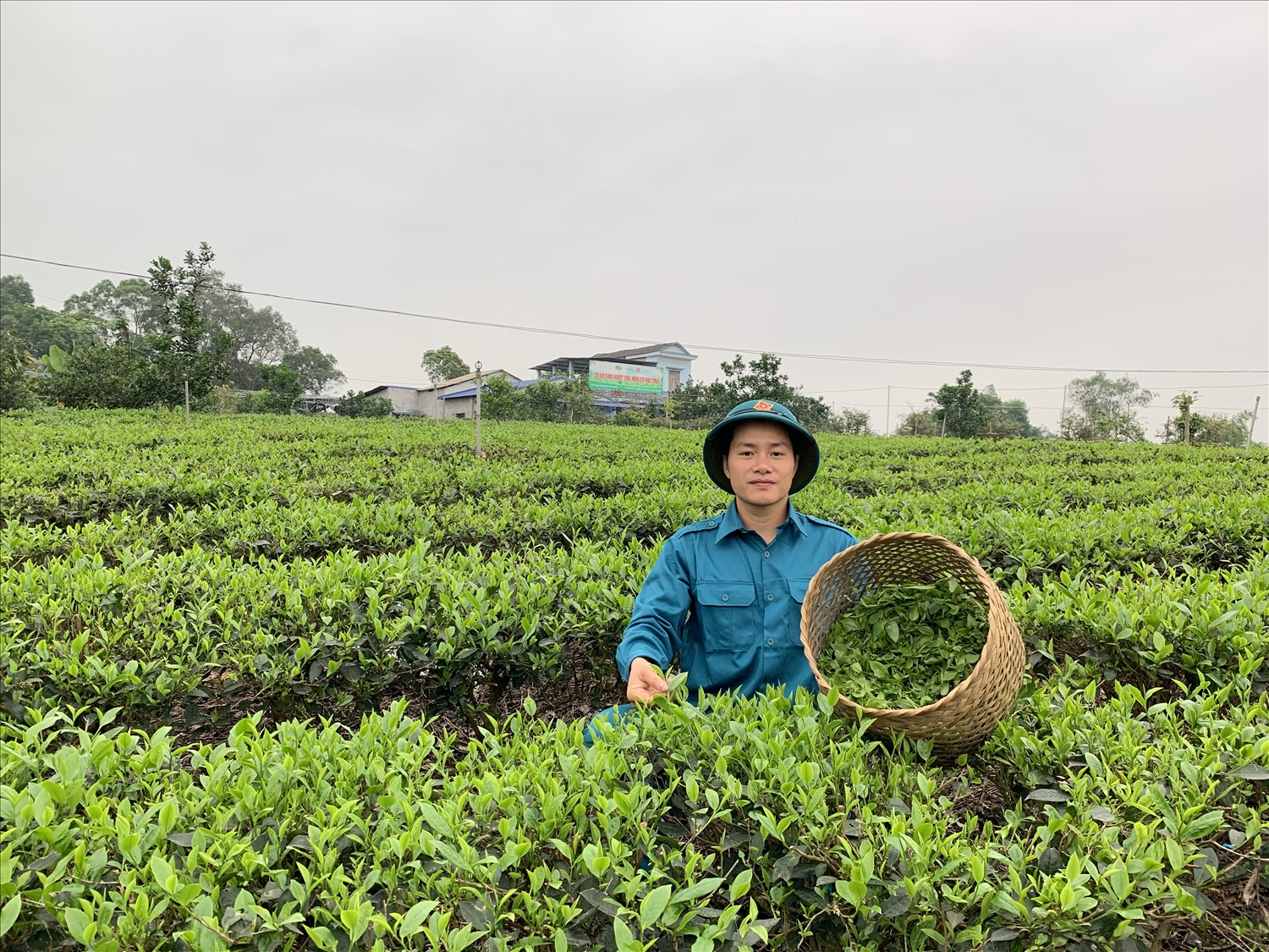  Lê Sơn Hải – chàng cử nhân từ bỏ phố thị về quê lập nghiệp từ cây chè.