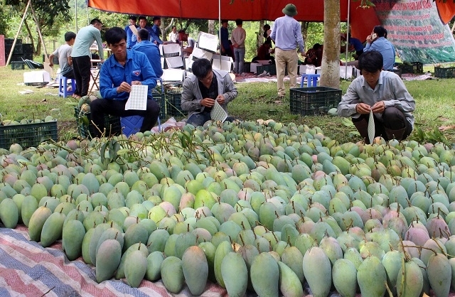 Nhờ được cấp mã số vùng trồng và áp dụng các tiêu chuẩn sản xuất theo hướng Việt Gap nên xoài Sơn La đã xây dựng được thị trường xuất khẩu lớn.