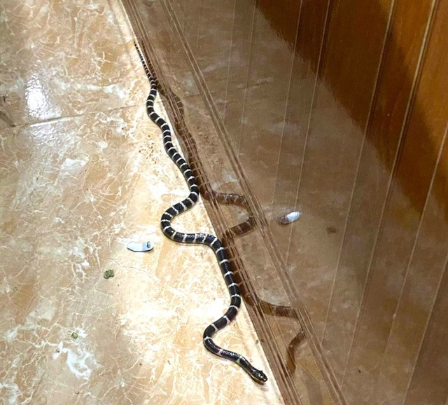 Con rắn độc dài hơn 1m bò vào phòng khách của nhà dân ở huyện Diễn Châu