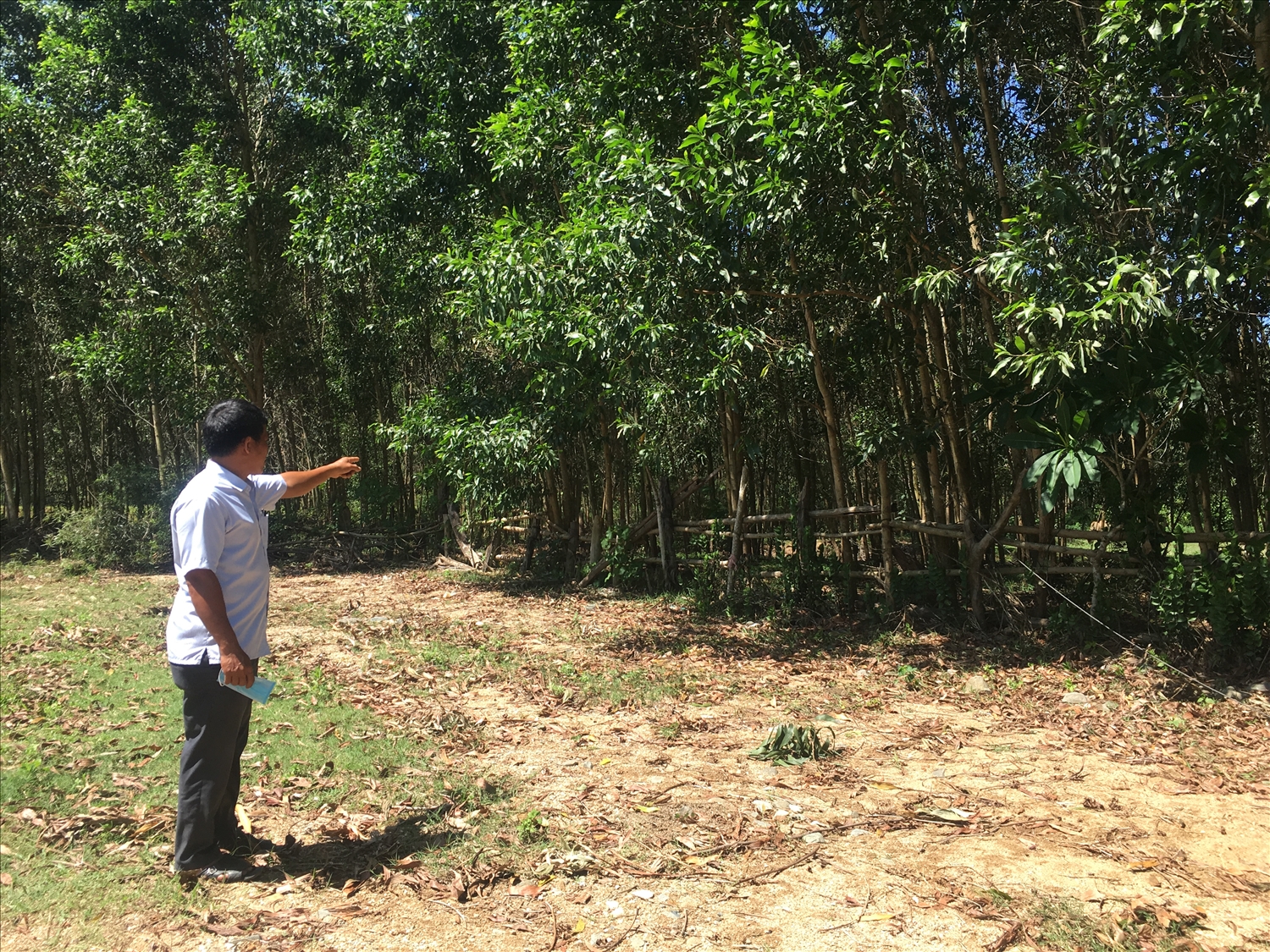 Những rừng keo xanh tốt giúp người dân Bok Tới có thu nhập ổn định