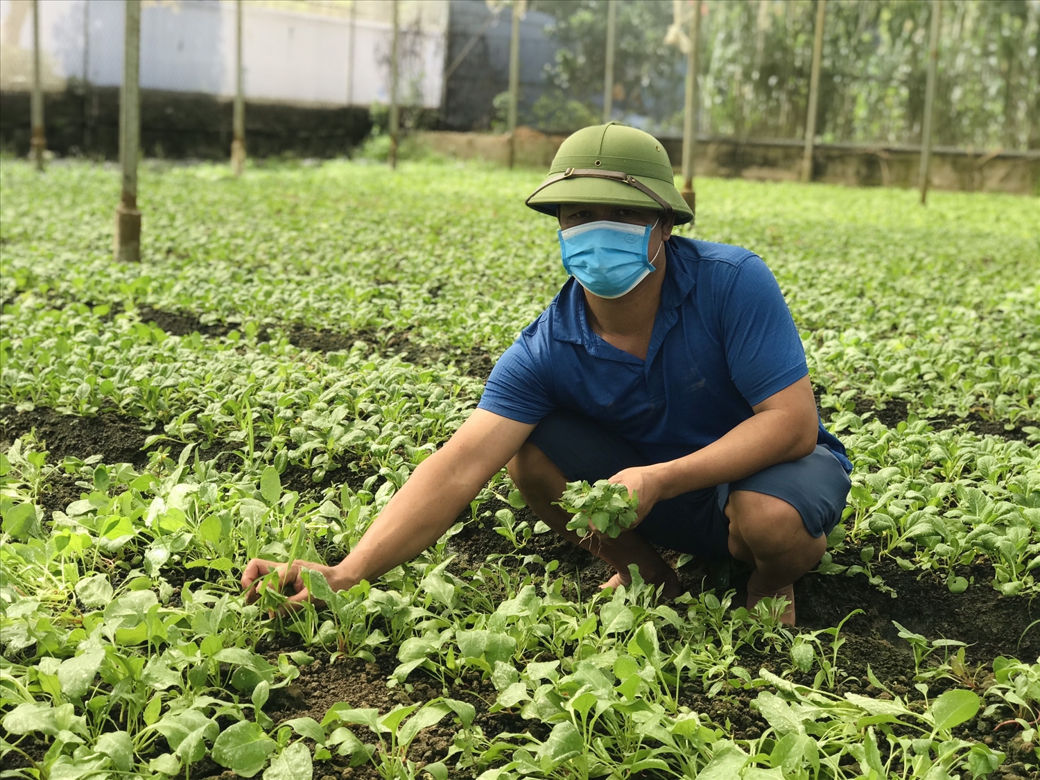 Ông Nguyễn Thế Hanh bên Cơ sở sản xuất rau sạch của Công ty cổ phần rau an toàn Hải Anh đạt 4 sao về chất lượng sản phẩm OCOP của mình.
