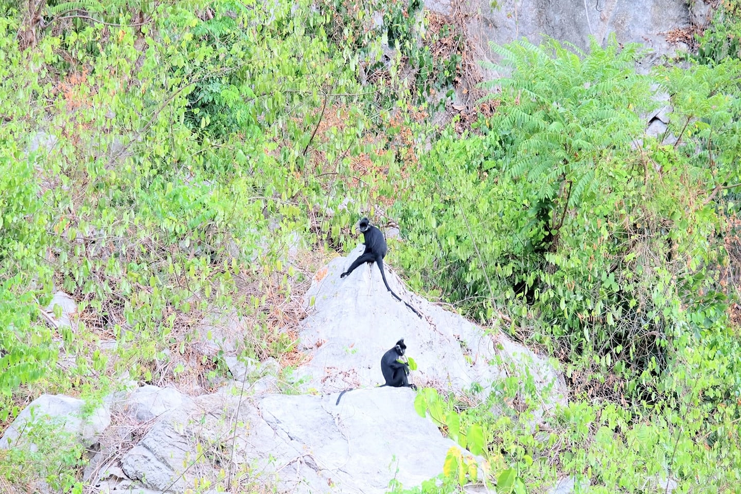 Vùng núi đá vôi ở xã Thạch Hóa là nơi thứ 2 ở nước ta ghi nhận sự tồn tại của Vọoc đen má xám quý hiếm