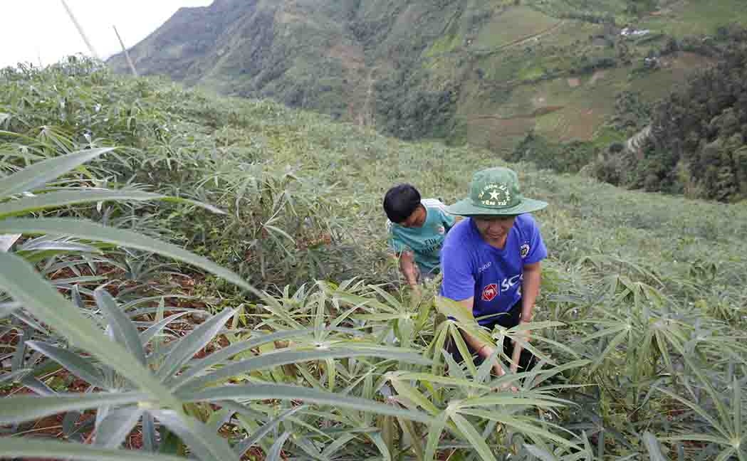 Nhân dân xã Mù Sang chăm sóc cây sắn