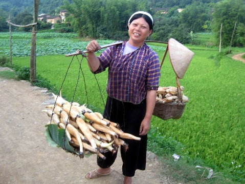Người dân xã Hòa Cư gánh củ sen ra chợ bán.
