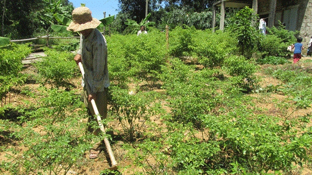 Nhờ trồng ớt Ariêu mà cuộc sống của đồng bào DTTS ở xã Ma Cooih có thu nhập ổn định.