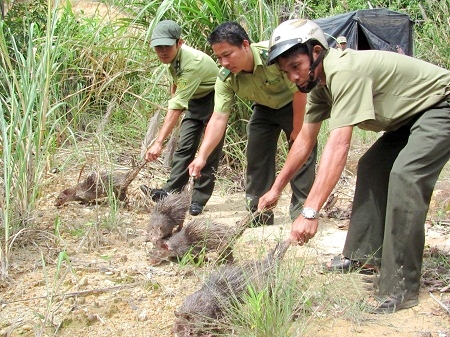 Lực lượng kiểm lâm thả động vật hoang dã về rừng