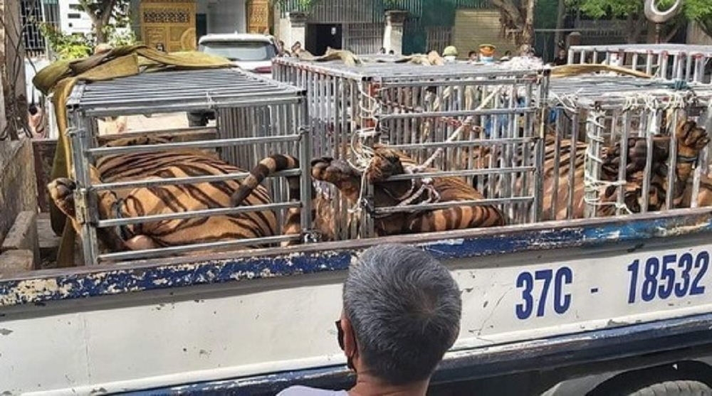 17 con hổ nuôi nhốt trái phép vừa được phát hiện tại huyện Yên Thành