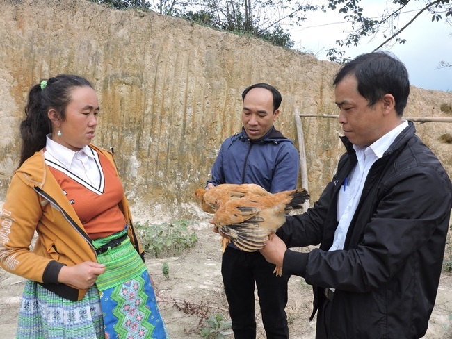 Theo đánh giá, giống gà hỗ trợ cho 42 hộ dân ở Pá Lau từ dự án là dễ nuôi, dễ chăm sóc. (Ảnh TL)