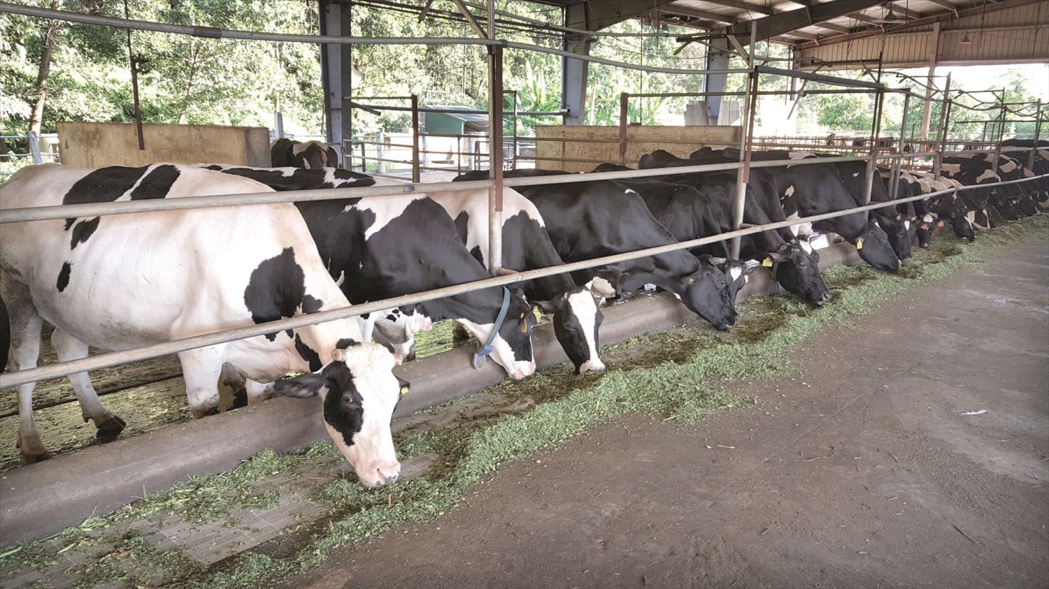 Quy trình chăn nuôi bò sữa của HTX đầu tư nông trại xanh và phát triển bò Ba Vì được ứng dụng khoa học công nghệ đảm bảo chất lượng.