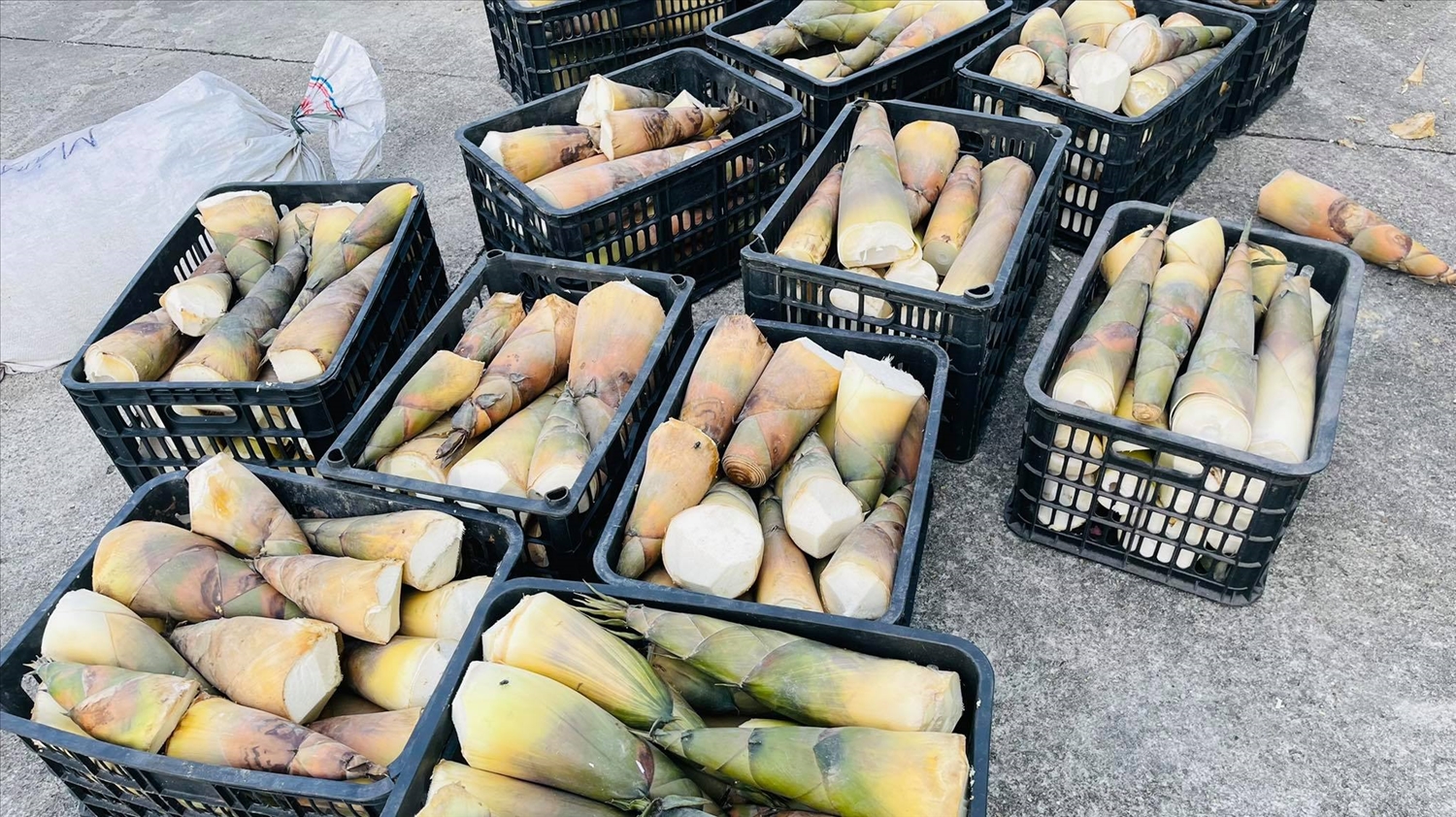 Những sản phẩm nông sản đong đầy tình yêu thương, đoàn kết của Nhân dân tỉnh Tuyên Quang gửi đến người dân vùng dịch