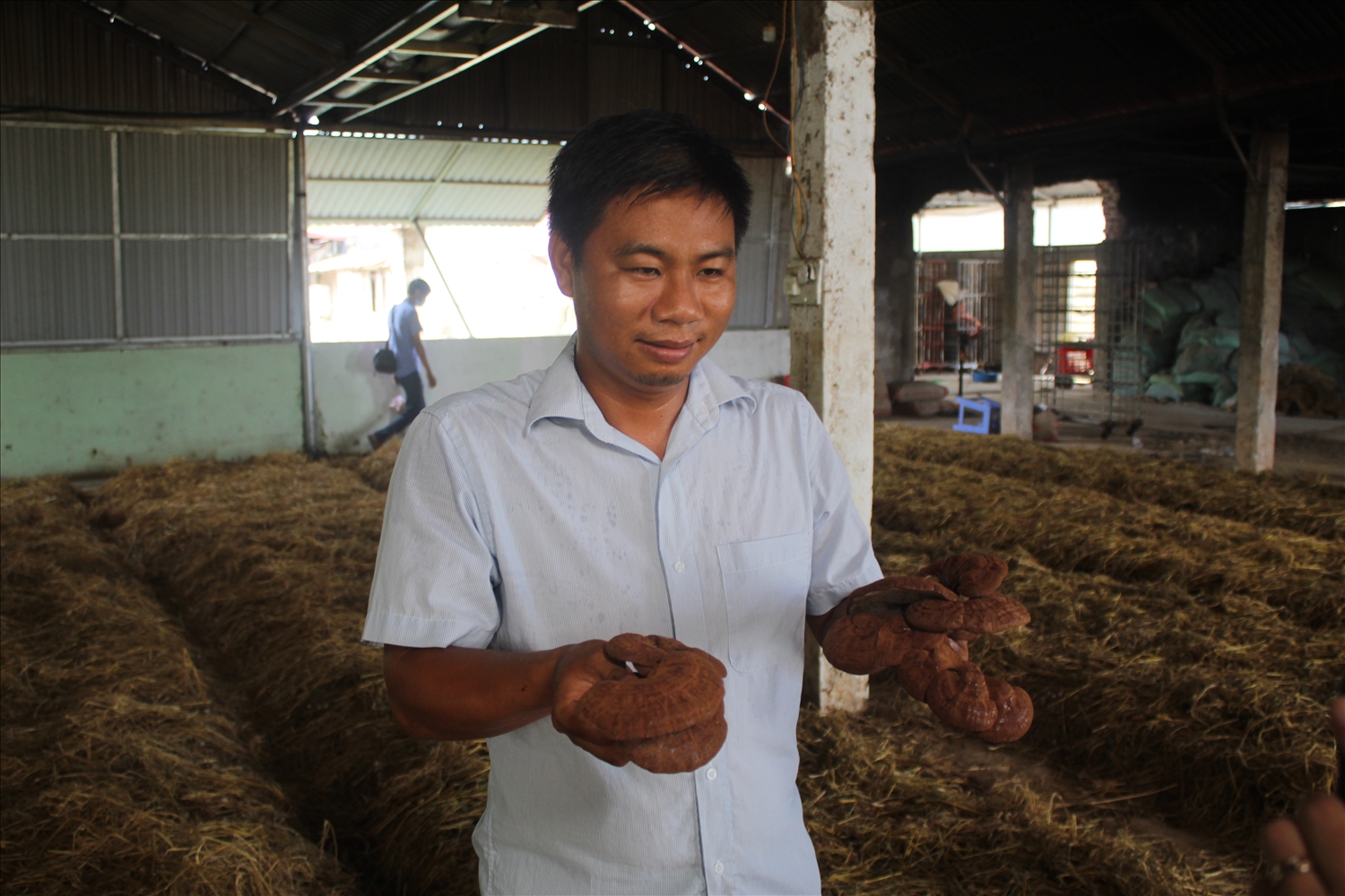 Mô hình trồng nấm công nghệ cao của anh Lê Đình Trúc mang lại giá trị kinh tế lớn