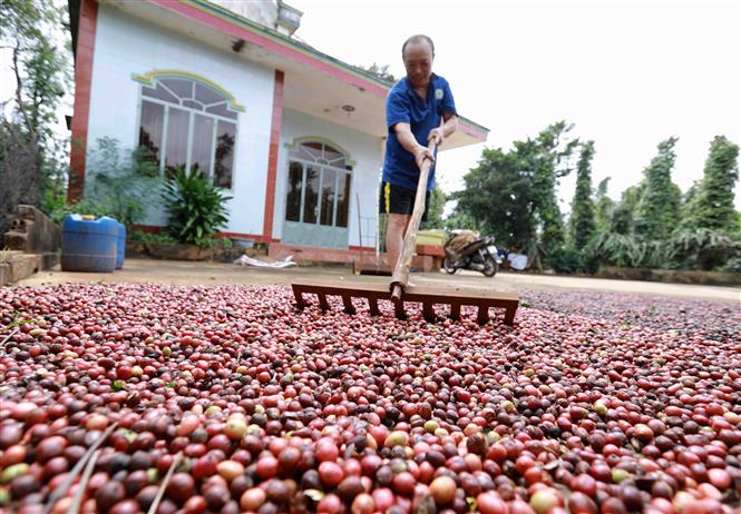 Đến hết năm 2020, tỉnh Đăk Lăk đã trồng tái canh được hơn 35.400 ha cà phê trên tổng diện tích cà phê là hơn 208.100 ha. Niên vụ 2019 - 2020, diện tích cà phê cho thu hoạch là 190.678 ha (tăng 2.738 ha so với niên vụ 2012 - 2013); Sản lượng cà phê niên vụ 2012 - 2013 từ hơn 390.510 tấn đến niên vụ 2019 - 2020 đã tăng lên gần 476.420 tấn. Ảnh: Vũ Sinh/TTXVN