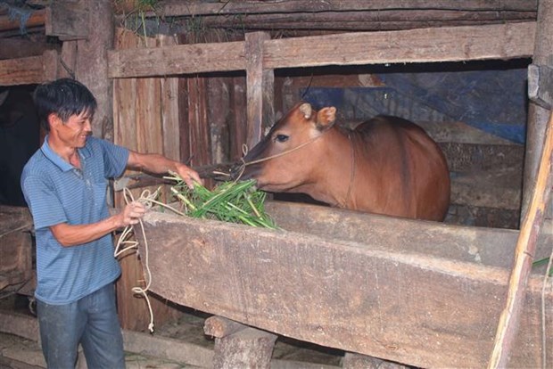 Gia đình ông Thào A Vàng, xóm Lũng Vầy, xã Cô Ba (Bảo Lạc, Cao Bằng) được hưởng lợi từ mô hình phát triển chăn nuôi bò cái sinh sản tạo sinh kế cho hộ nghèo. Ảnh: Chu Hiệu - TTXVN