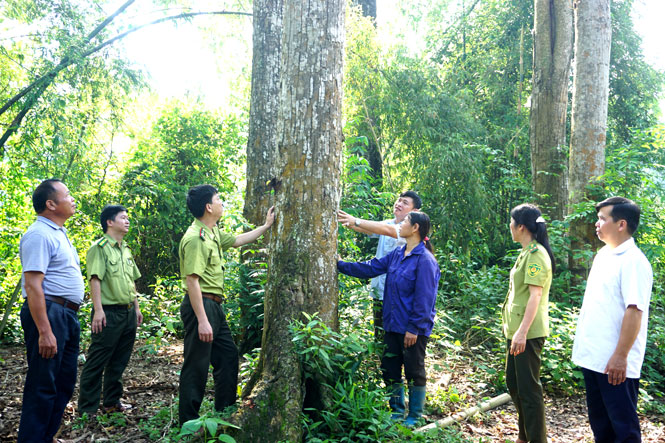 Nhờ tích cực bảo vệ, rừng của Thái Nguyên có độ che phủ cao (Ảnh Internet)