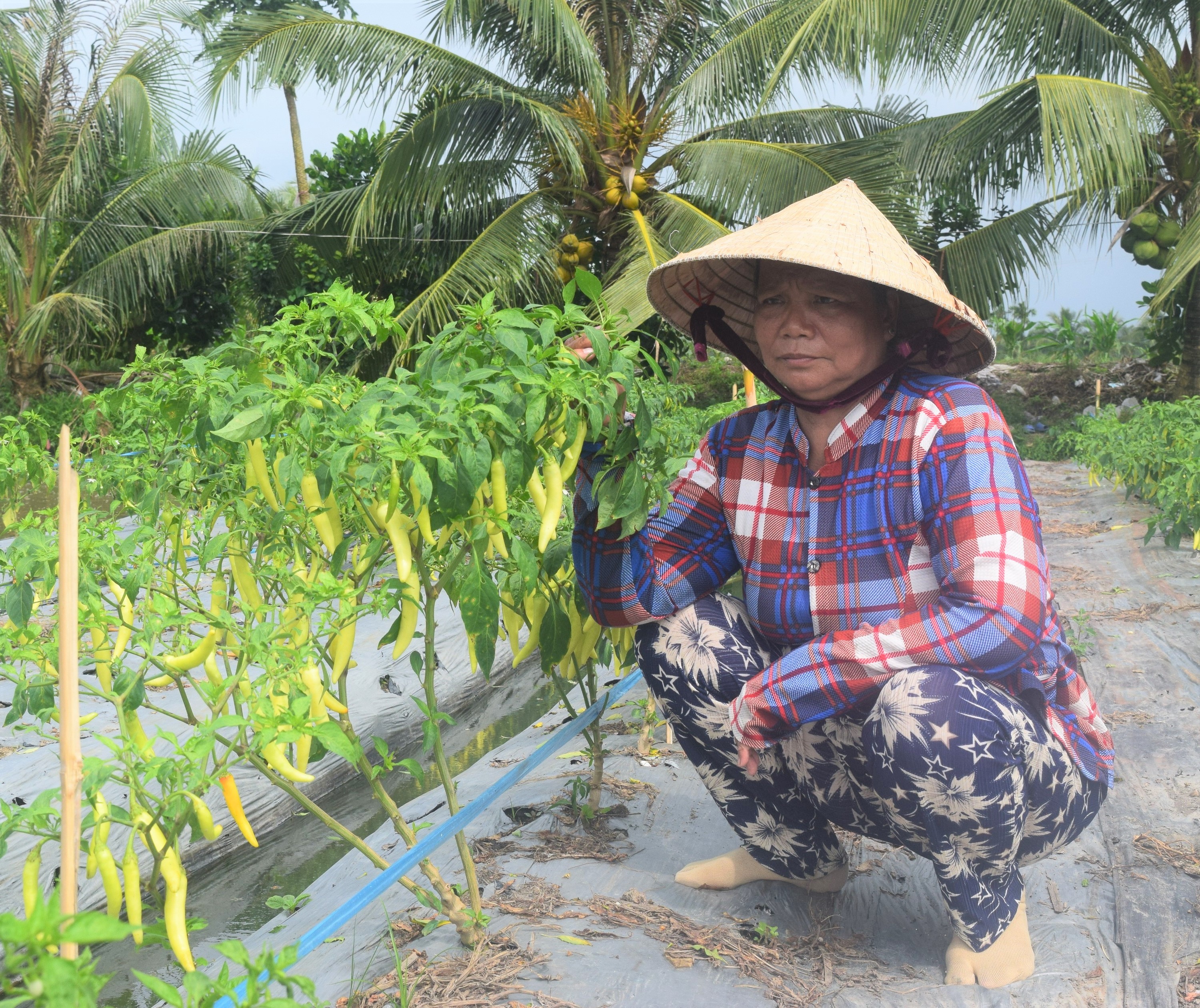 Từ nguồn vốn vay ưu đãi sản xuất, chị Thạch Thị Ngọc Mai, ấp Tắc Hố xã Ngọc Biên đầu tư trồng cây hoa màu mang lại hiệu quả kinh tế cao. 