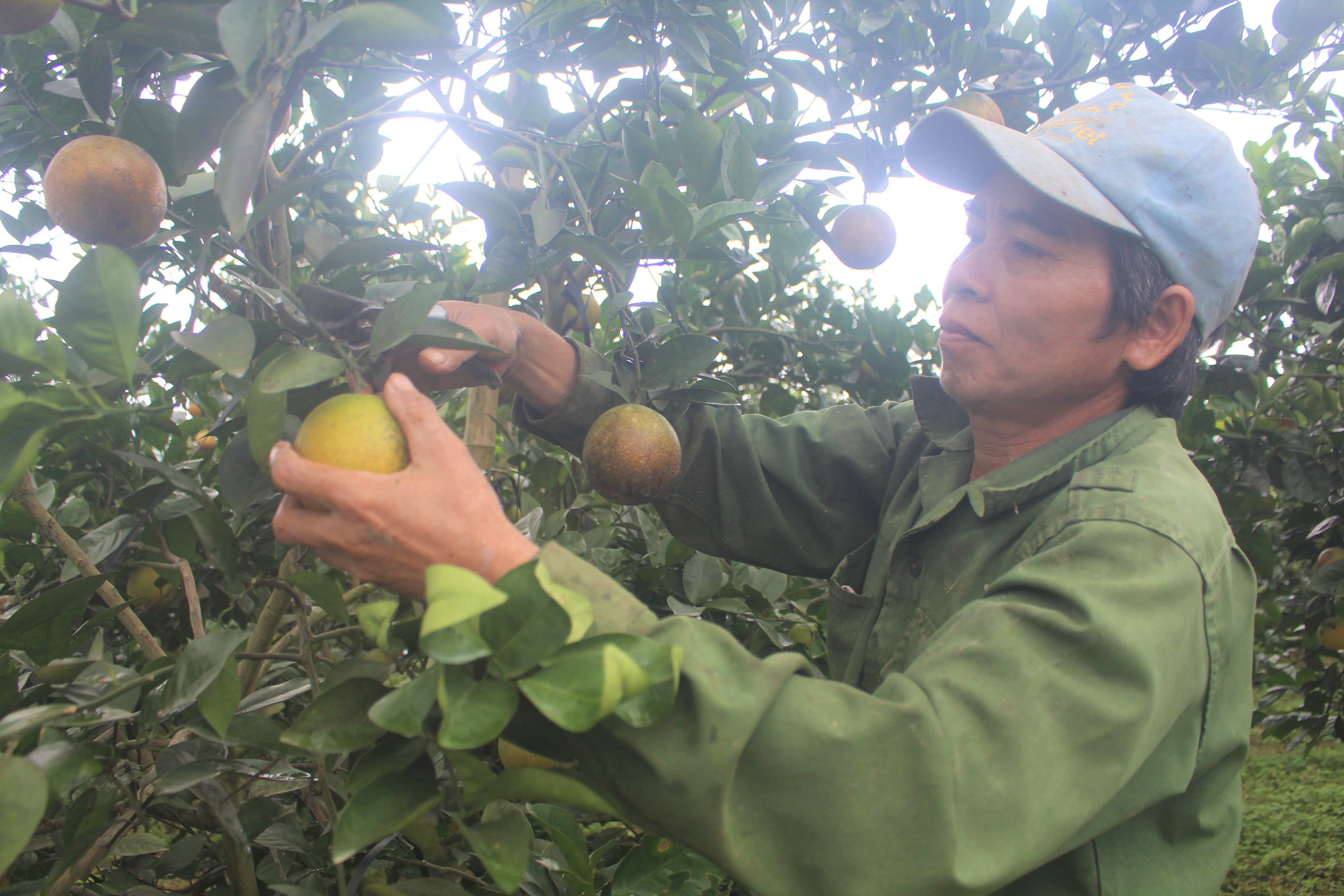 Mô hình trồng cam ở Như Xuân đem lại hiệu quả kinh tế cao cho người dân