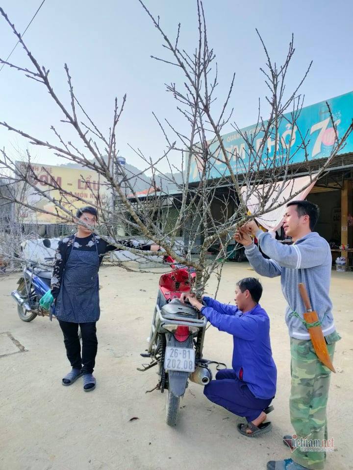 Người dân xã Lóng Luông, huyện Vân Hồ (tỉnh Sơn La) khai thác đào trồng bán trong dịp Tết nguyên đán 2021