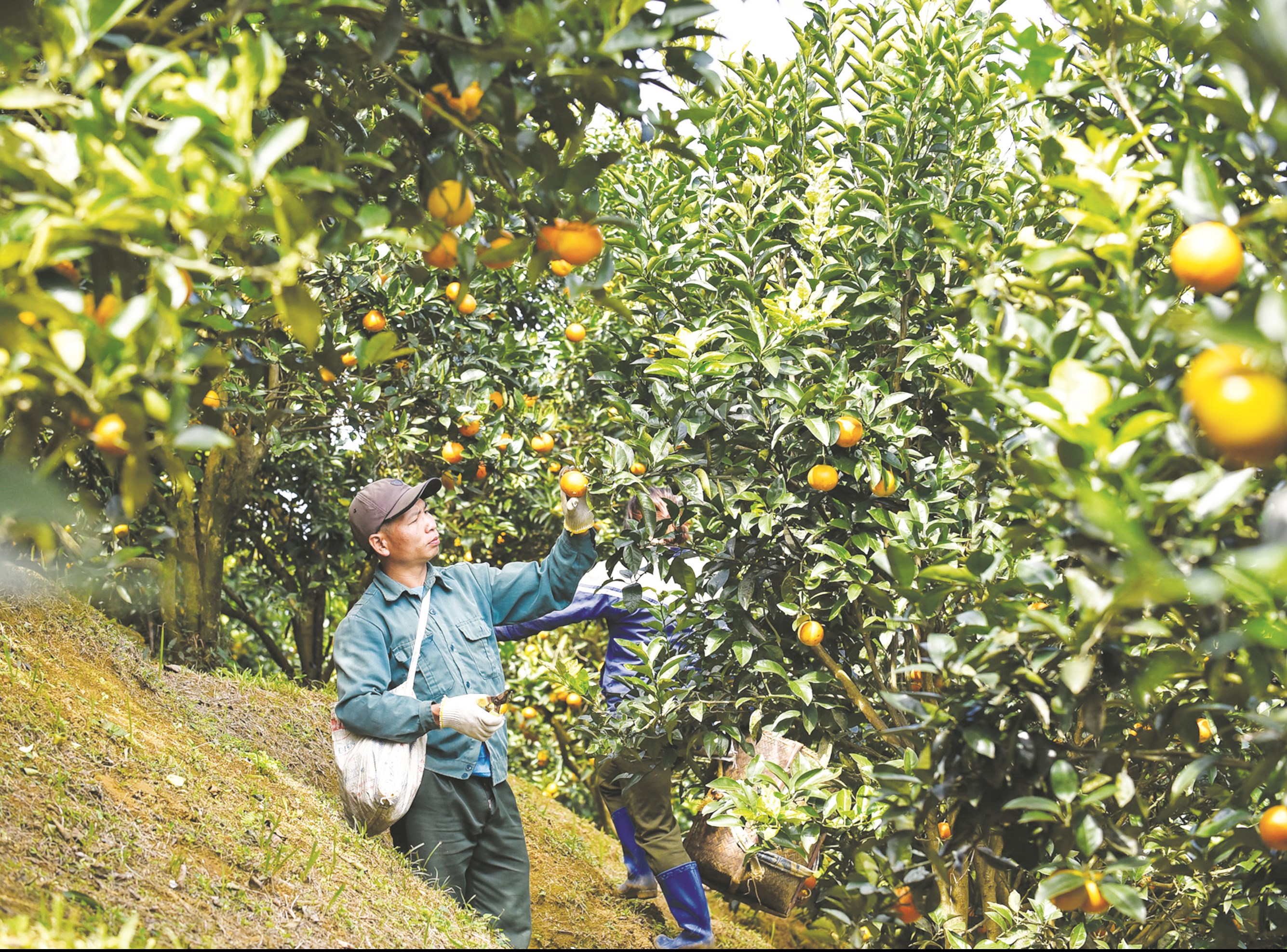 Ông Hà Văn Thưng (61 tuổi), cùng với một hộ dân khác trong bản Son làm chủ một vườn cam, với khoảng hơn 1ha cam vàng và cam canh, trong đó có khoảng 800 gốc đang vào vụ thu hoạch.